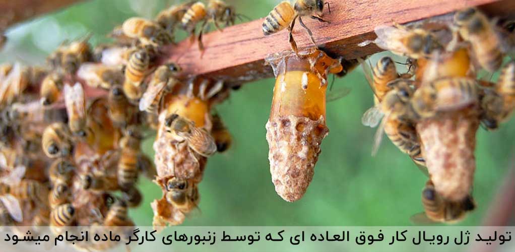 نقش زنبورهای کارگر در تولید ژل رویال